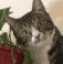 :catconfused: